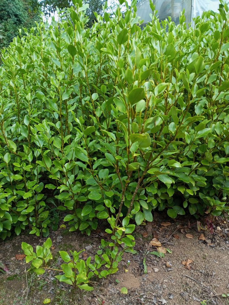 Plants de griseline 3 Sca�r (29)