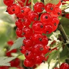 5 plants de groseillier rouge 8 Lavercanti�re (46)