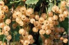 5 plants de groseilliers blancs 8 D�gagnac (46)