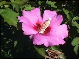 2 plants d'hibiscus mauve 4 D�gagnac (46)