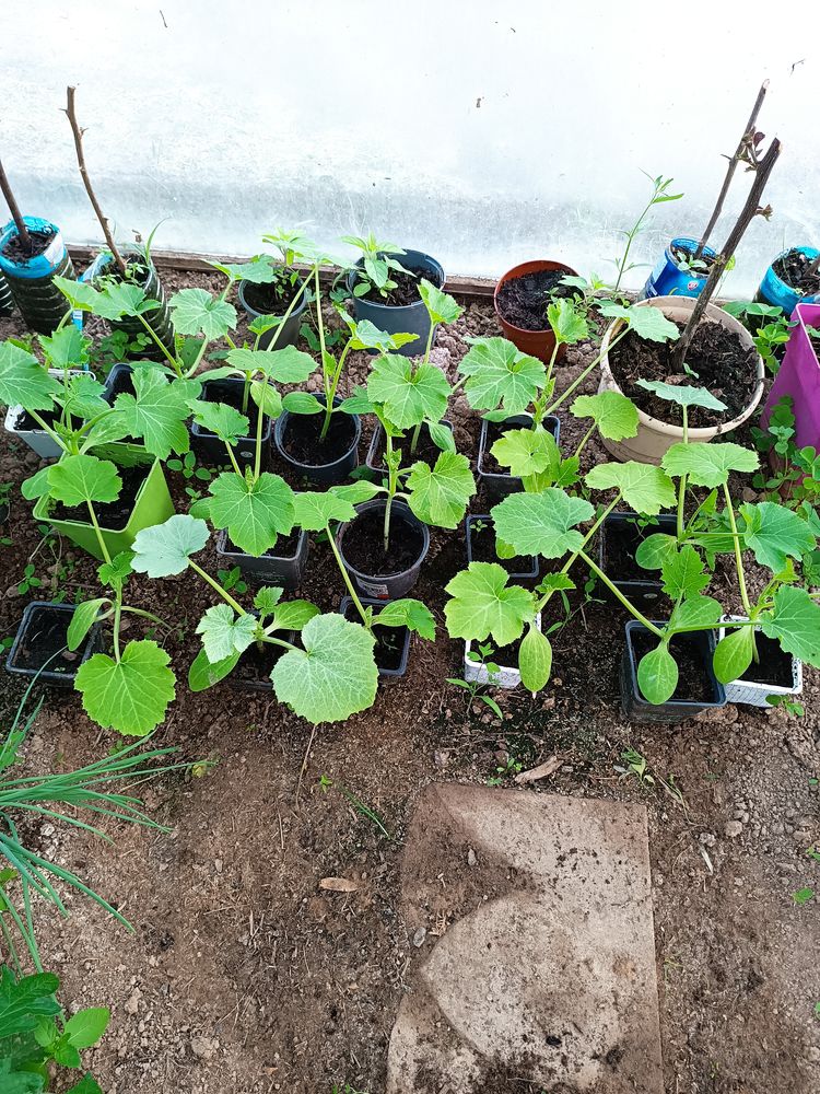 Plants de l�gumes bio 1 Goven (35)