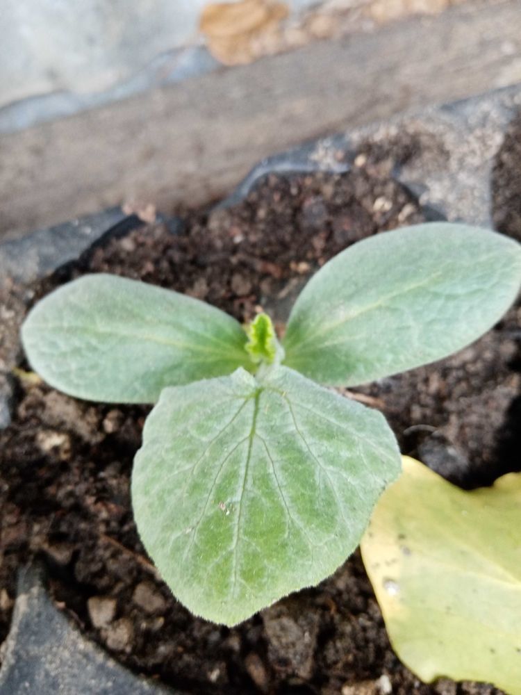 plants legumes. 1 Neuilly-l'H�pital (80)