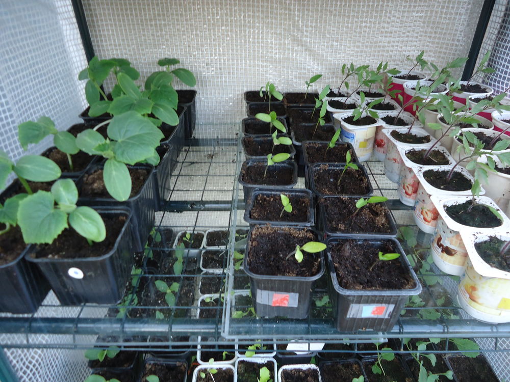 Plants de l�gumes 1 Arnage (72)