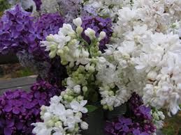 2 plants de lilas blanc simple
3 D�gagnac (46)
