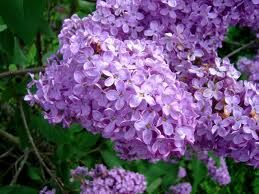 2 plants de lilas mauve simple 3 D�gagnac (46)