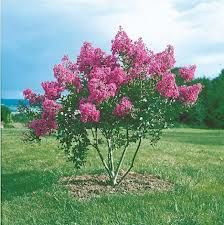 2 plants de lilas rose simple 3 D�gagnac (46)