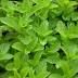 3 plants de menthe poulilot 3 D�gagnac (46)