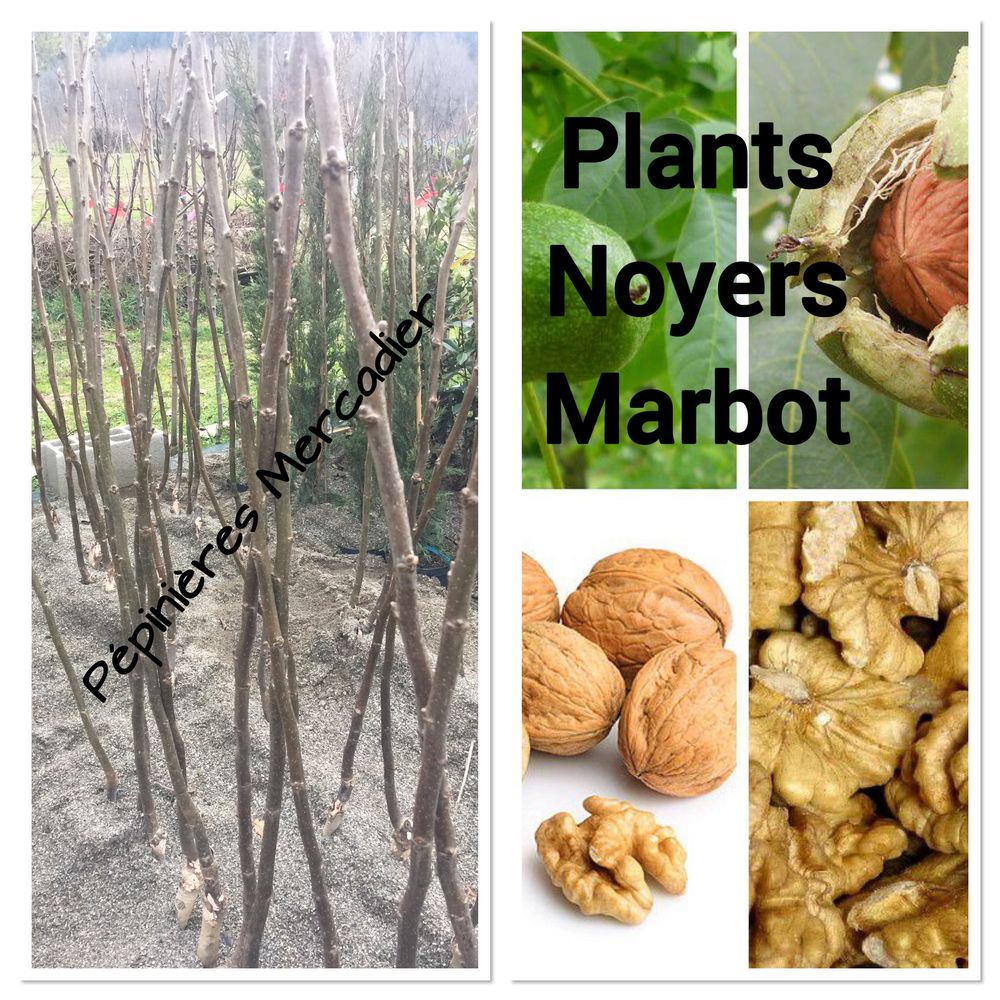 Plants Noyers Marbot de 2 ans : 1,5 � 2,00 m de haut 35 Saint-Andr�-de-Najac (12)