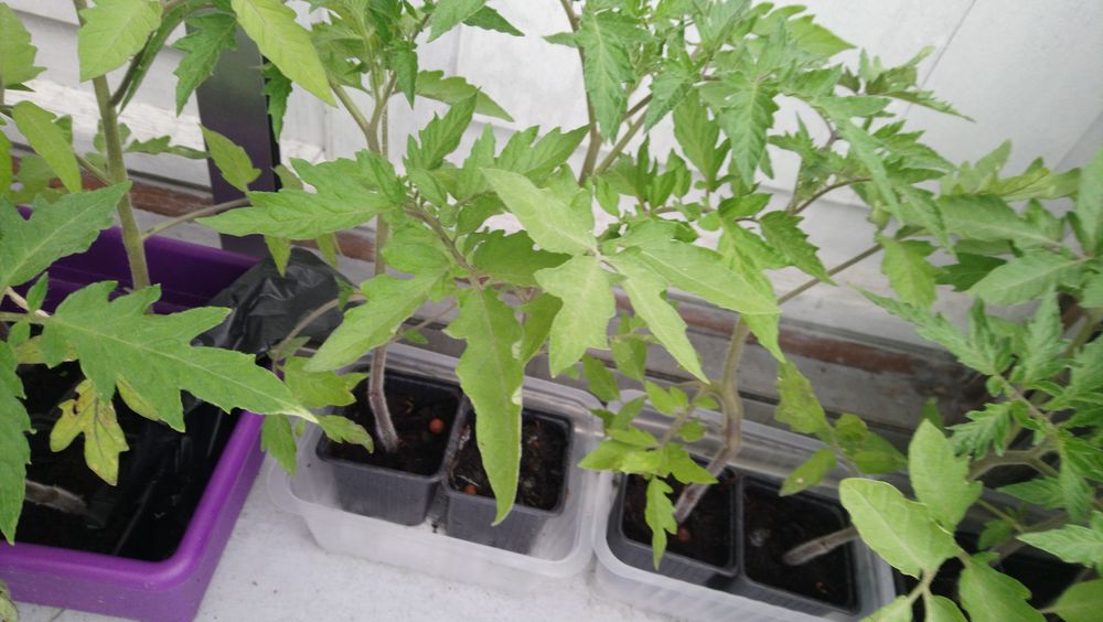 Plants/pieds de tomates BIO 0 Strasbourg (67)