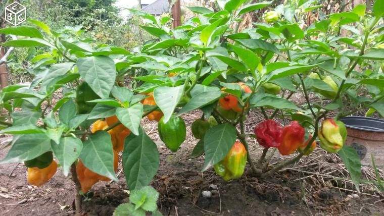 Plants piment HABANERO bondamanjak des Antilles 3 Obernai (67)