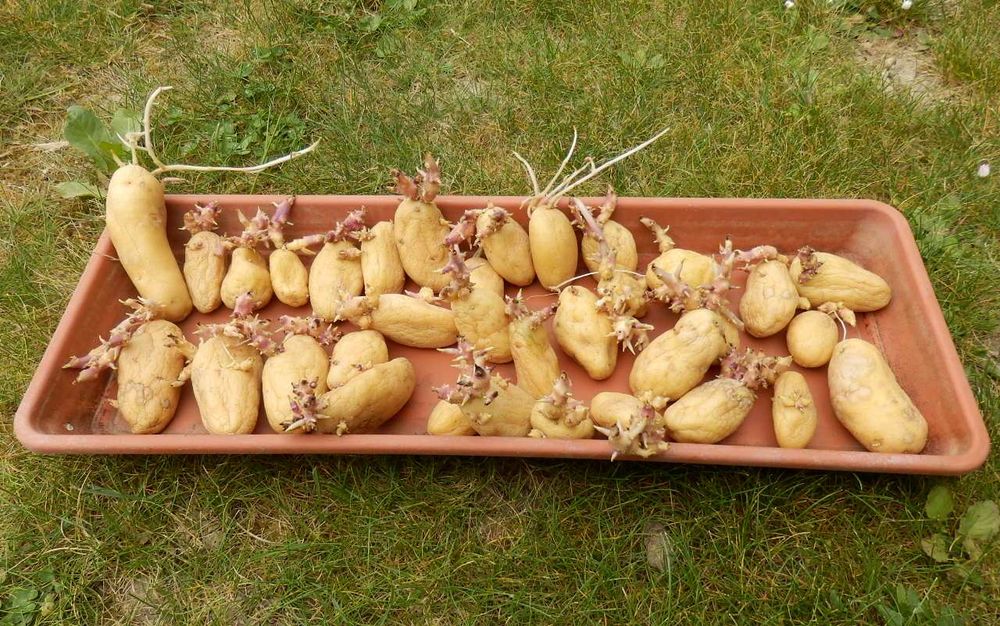 Plants de pommes de terre - JAZZY : 34 plants 3 Évry (91)