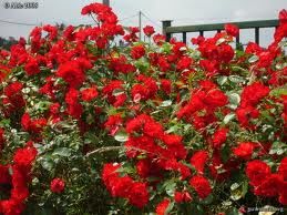 2 plants de rosier grimpant rouge
3 Lavercanti�re (46)