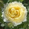 5 plants de rosier grimpant jaune
6 D�gagnac (46)