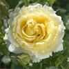 5 plants de rosier grimpant jaune
6 Dgagnac (46)