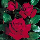 5 plants de rosier nain rouge 3 D�gagnac (46)