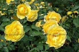 2 plants de rosier nain jaune 3 D�gagnac (46)