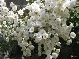5 plants de rosier polyantha blanc 6 Lavercanti�re (46)
