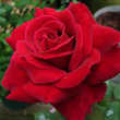 5 plants de rosier polyantha rouge 6 Dgagnac (46)
