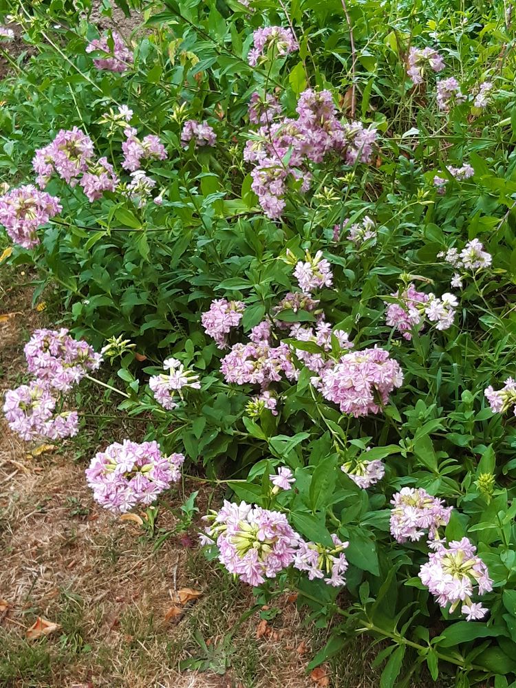 Plants de saponaires doubles 5 Dontreix (23)