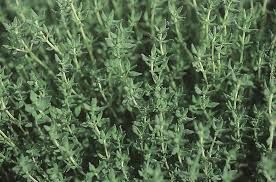 3 plants de thym d'hiver
3 Salviac (46)