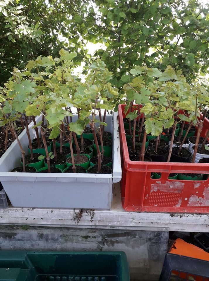 Plants de vigne PERDIN et de p�chers 9 Vertus (51)