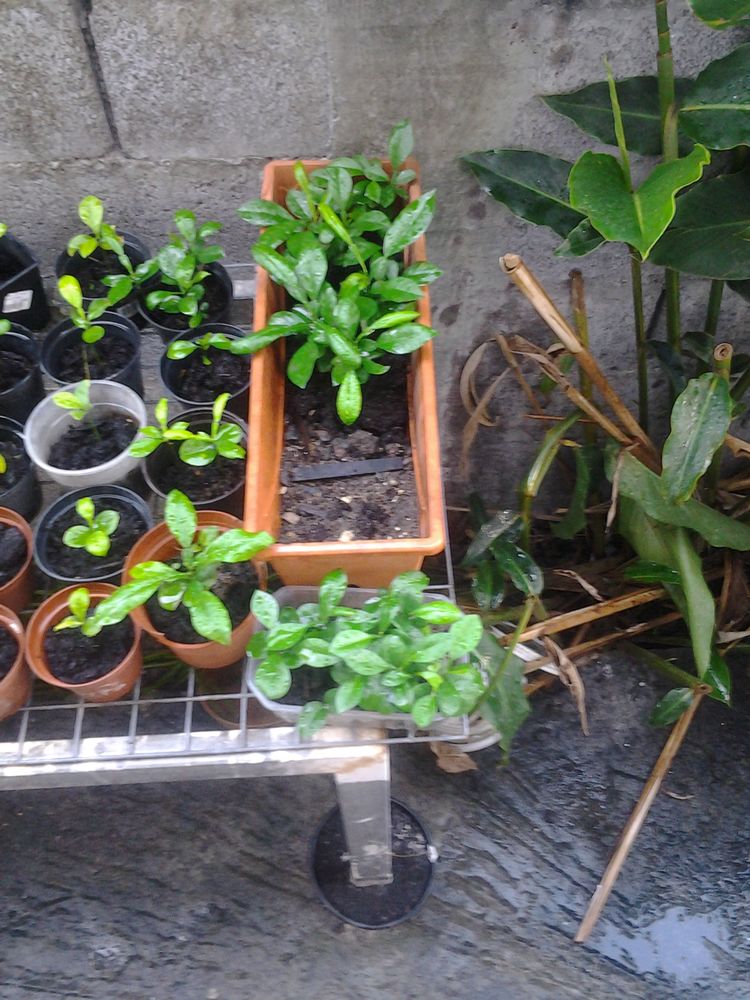 Plants 6 Le Moule (97)