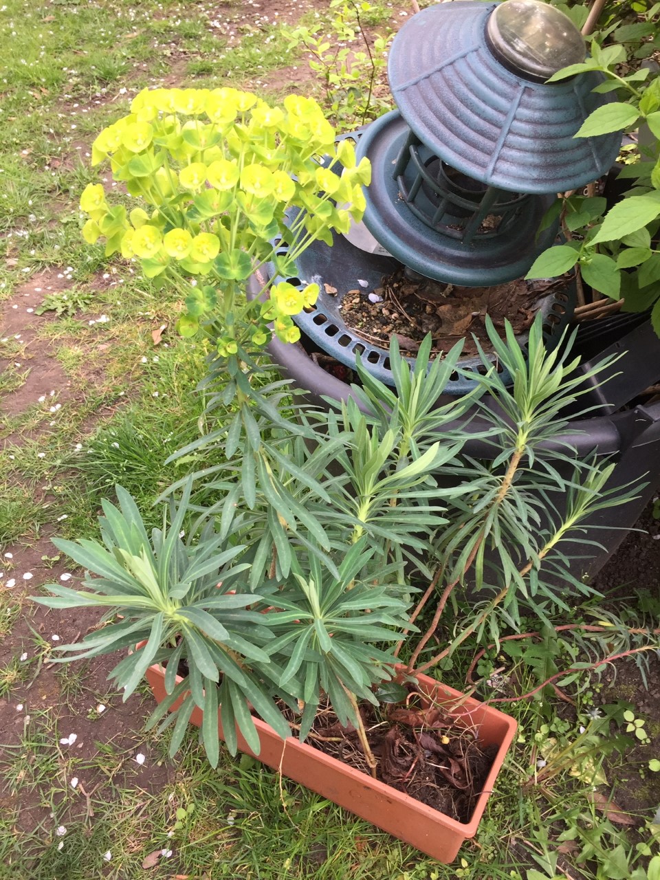 PLEIN DE BELLE FLEURS / JASMINS D HIVER? CHEVREFEUILLE 1 Maisons-Alfort (94)