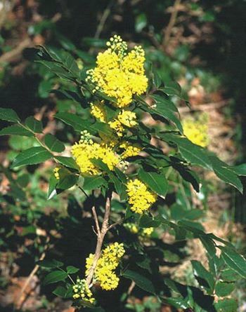 plein de belle plantes saines et  bio 1 Paris 12 (75)