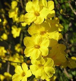 plein de plantes  robustes entre 1 et 7� en moyenne 1 Maisons-Alfort (94)