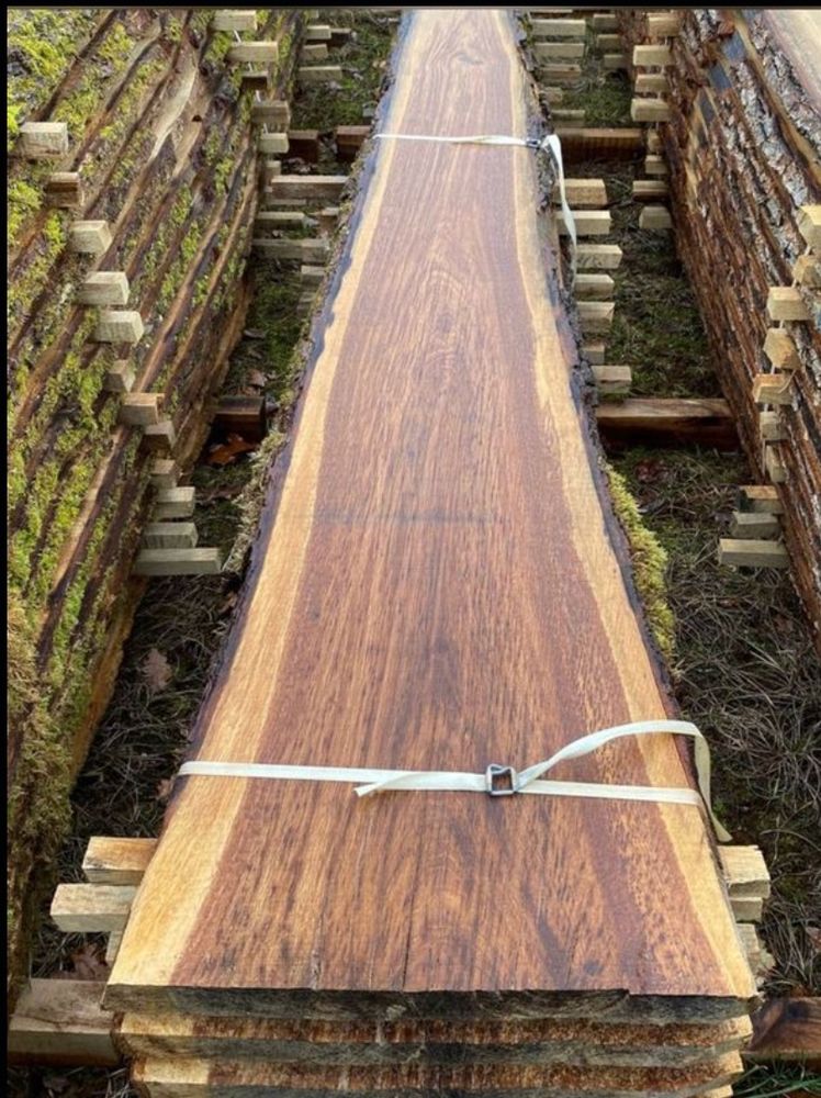 Plots de Ch�ne 18 Ch�tel-Censoir (89)