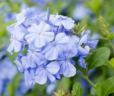plumbago 4 Bonnac-la-C�te (87)