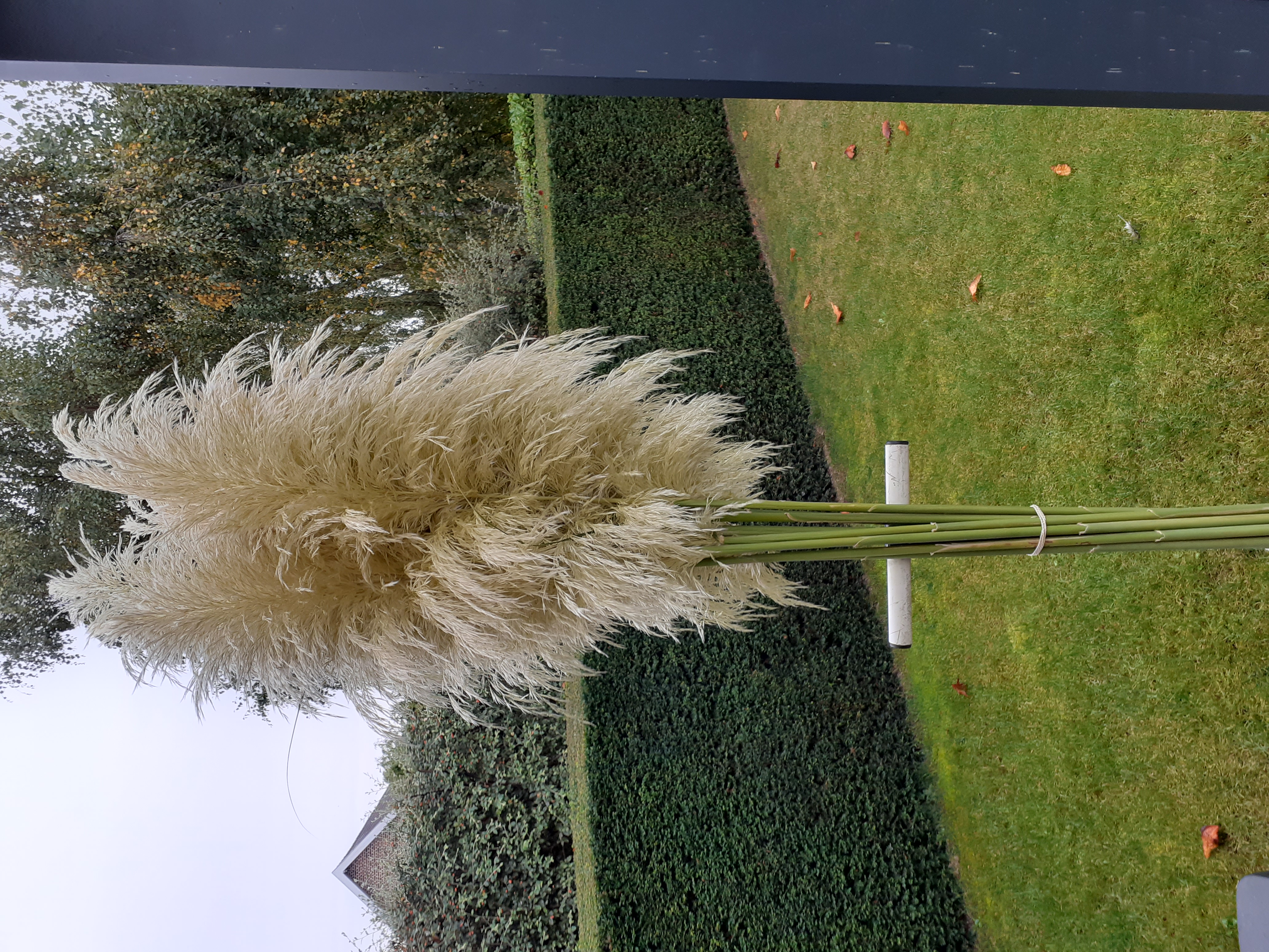 10 plumeaux de Pampa 10 Bellonne (62)