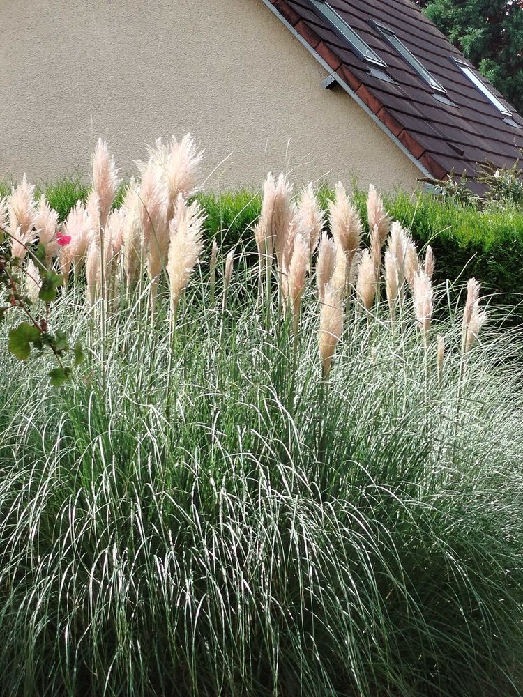 plumeaux 1 M�nilles (27)