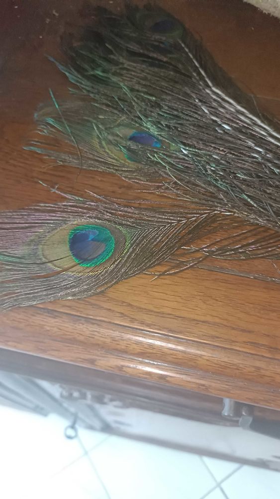 Plumes de paons naturelles 12 Lespignan (34)