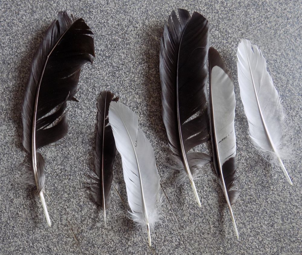 6 plumes 0 La Motte-d'Aveillans (38)