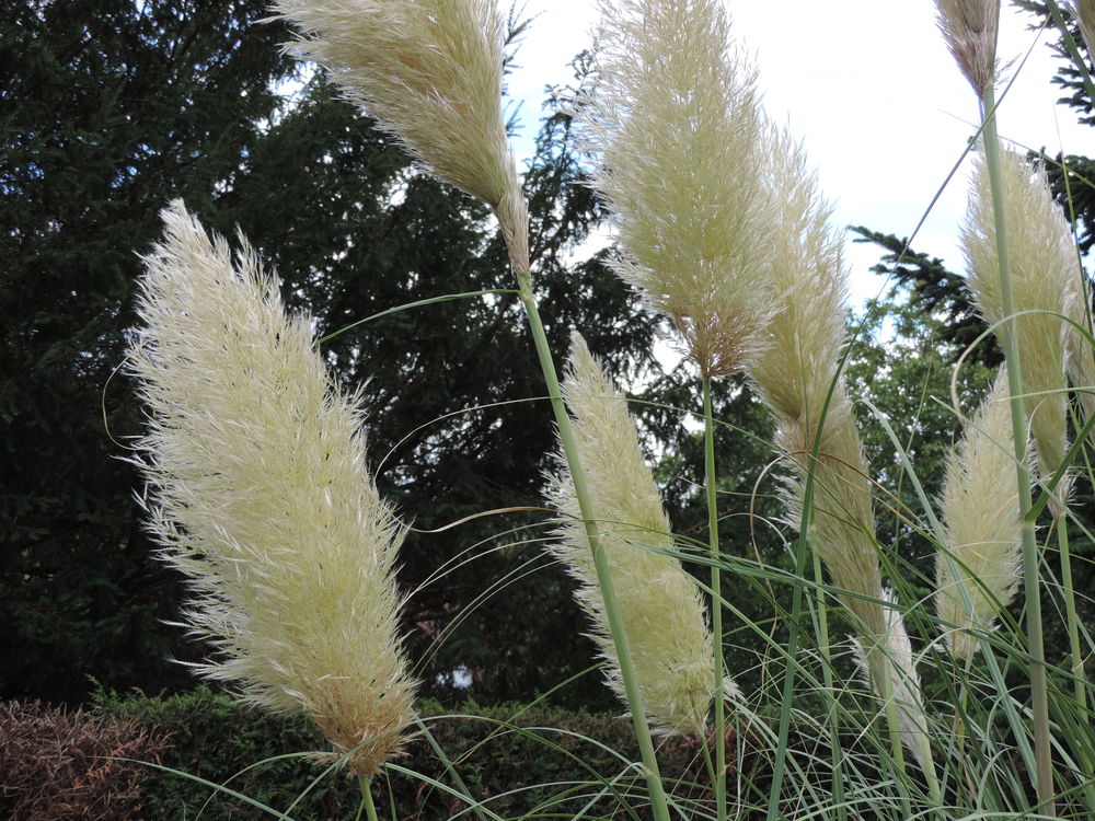 PLUMETS HERBE DE LA PAMPA 2 Le Mans (72)