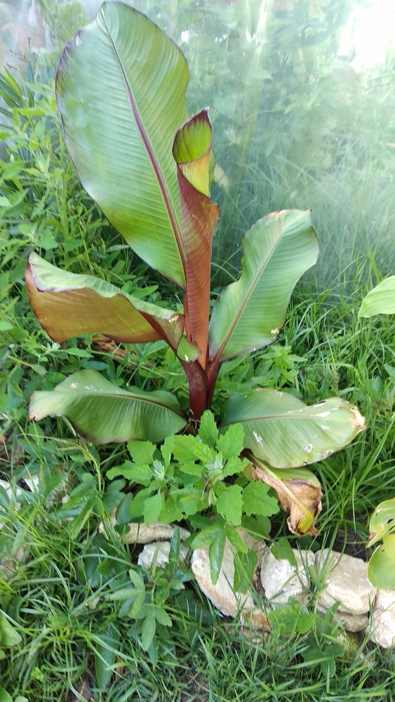 plusieurs plantes 5 Tonnay-Charente (17)