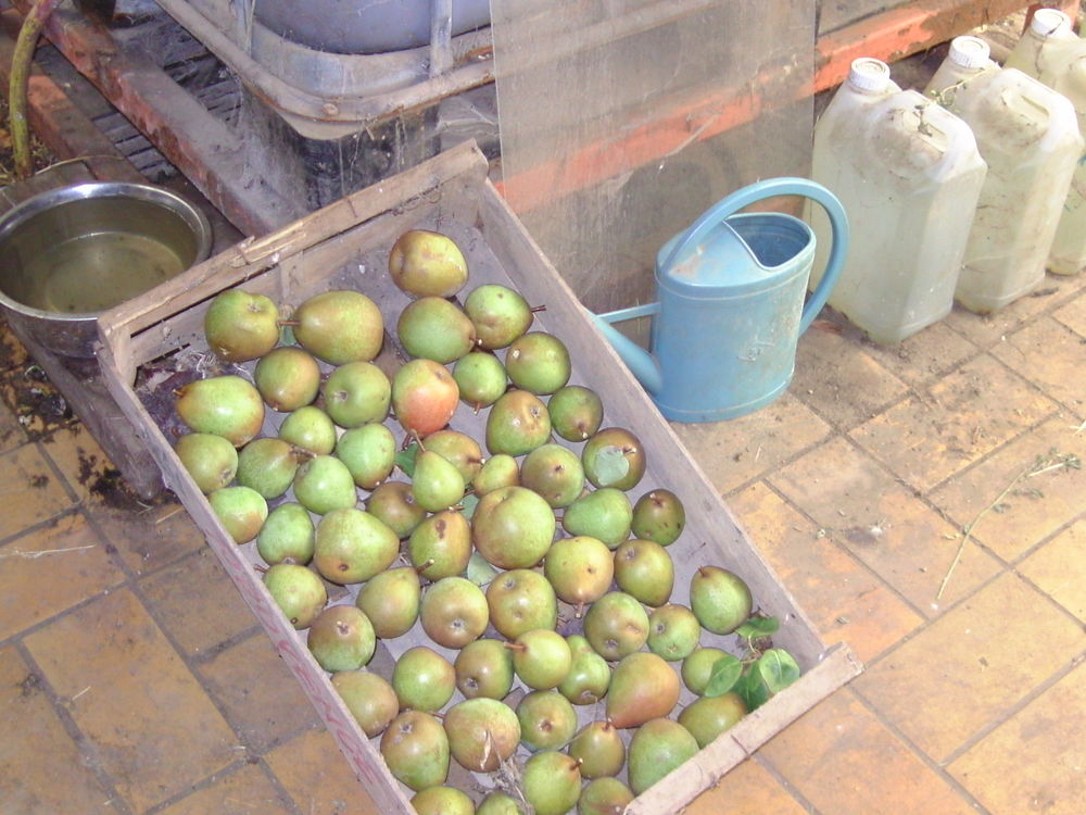 poire doy�ne du commise et pomme cox orange 50 centimes le k 0 Vr�ly (80)