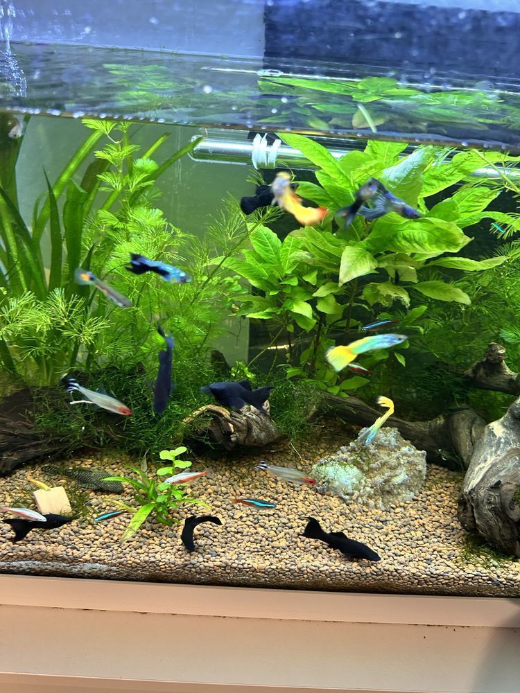 poisson, black Molly 15 Provins (77)