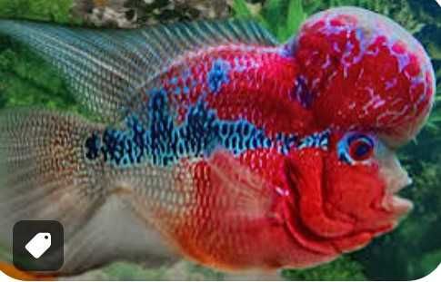 poisson flowerhorn 50 Marseille 1 (13)