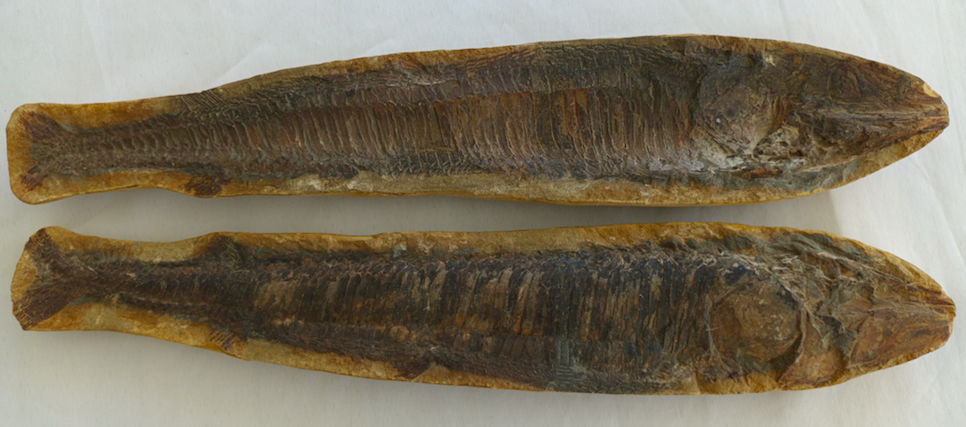 Poisson Fossile 310 Le Gosier (97)