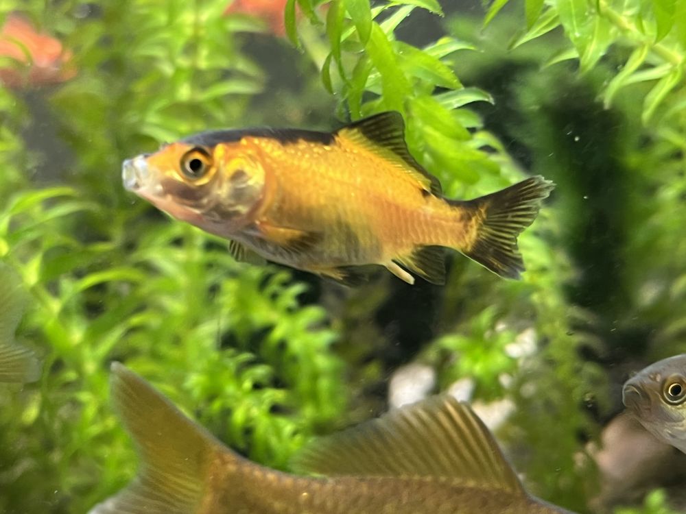 Poisson rouge 1 Irigny (69)