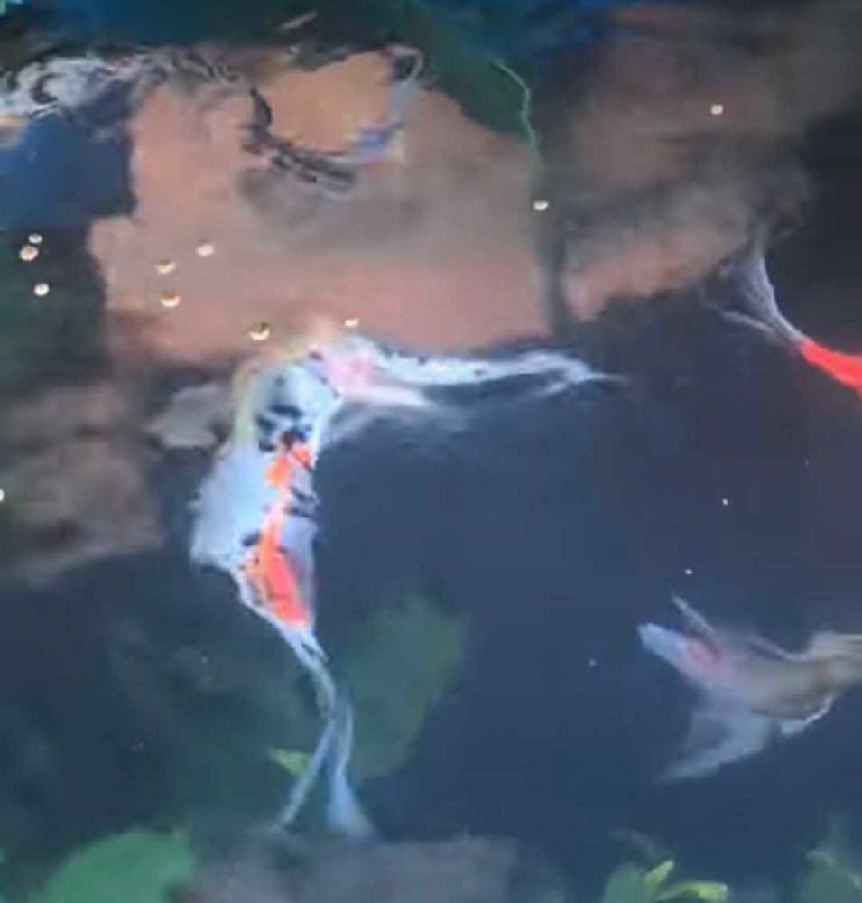 Poissons shobunkins en trop de 2cm a 15cm 5 Arengosse (40)