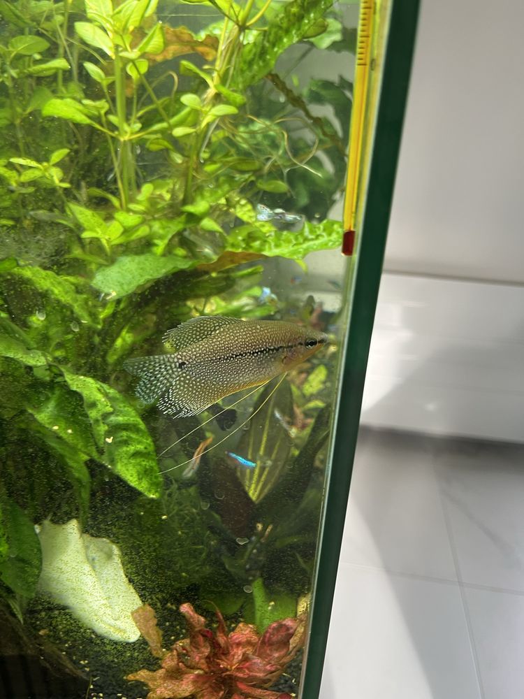 poissons 10 Ferri�res-en-Brie (77)