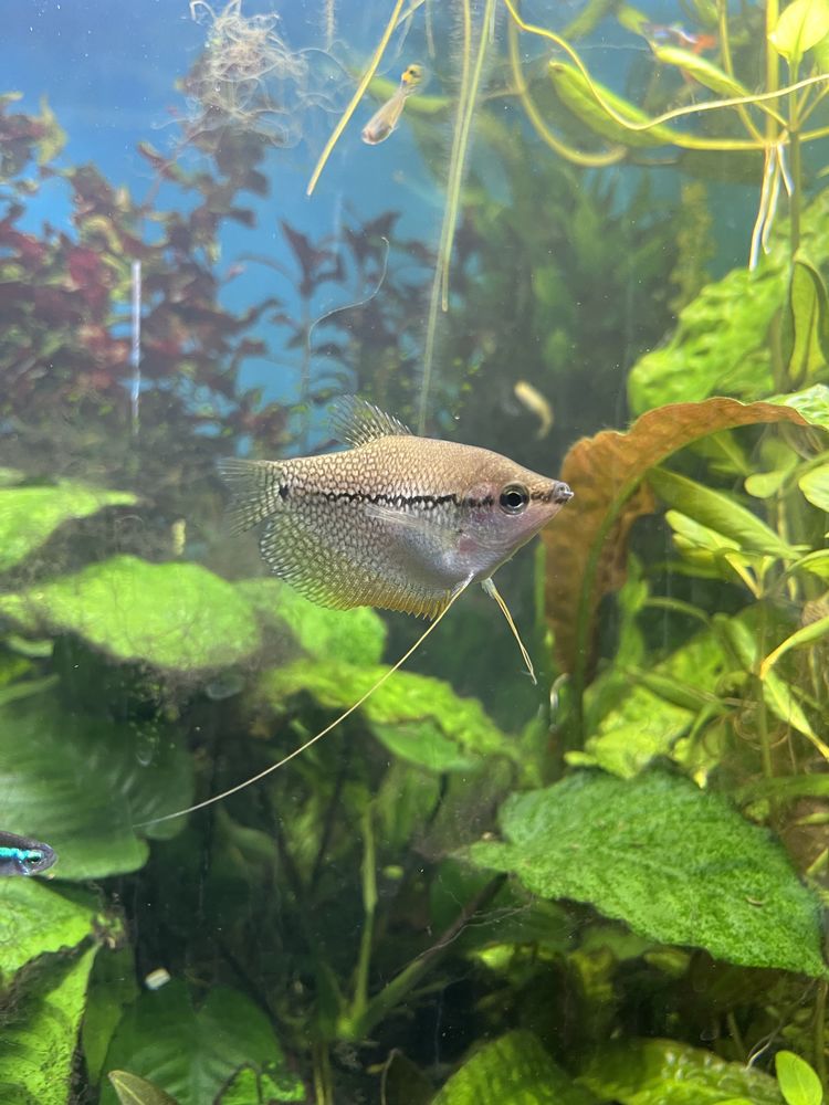 poissons 10 Ferri�res-en-Brie (77)