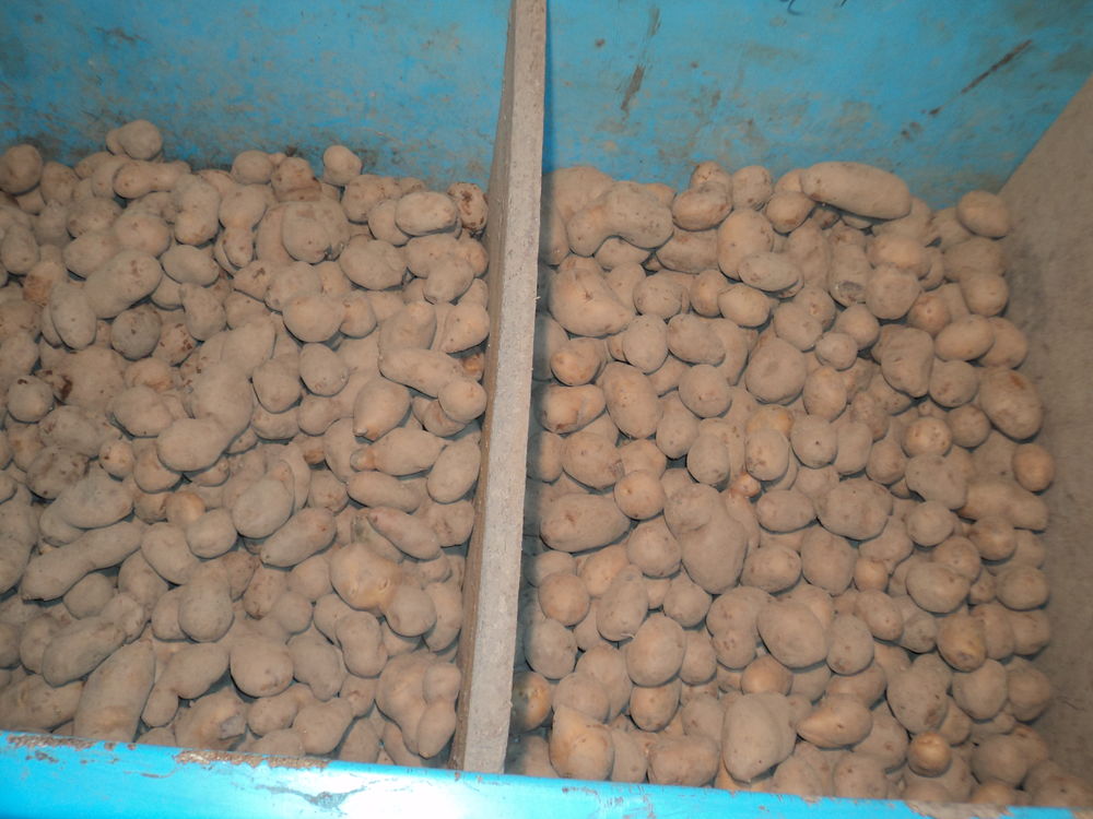 pomme de terre 1 Champdeniers-Saint-Denis (79)