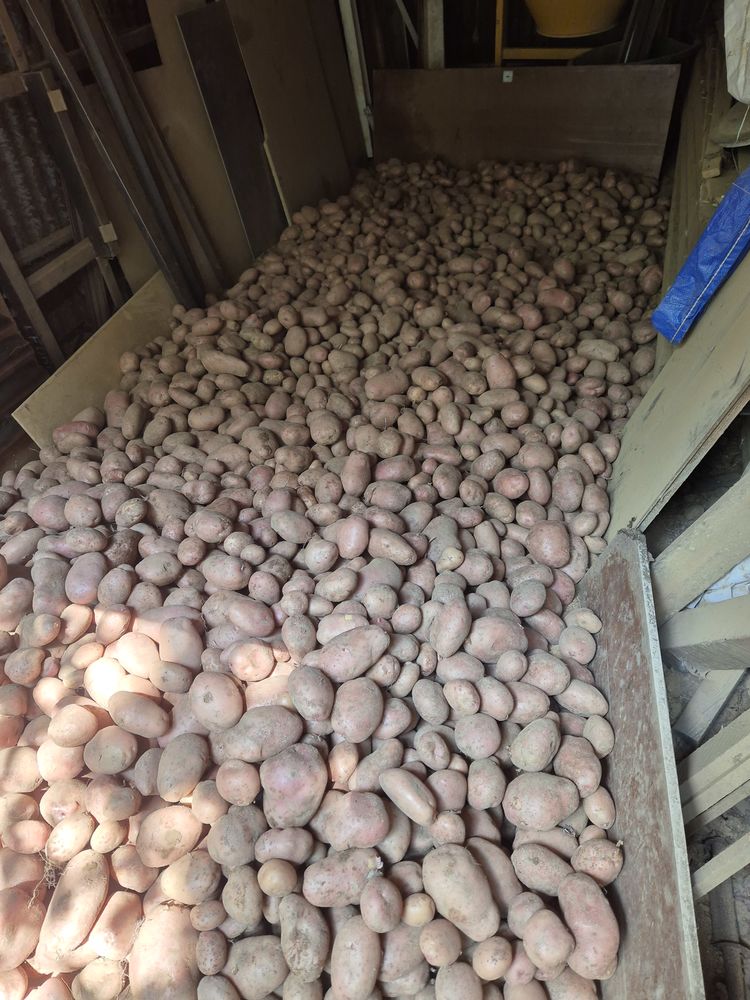 Pomme de terre 1 Romagn� (35)