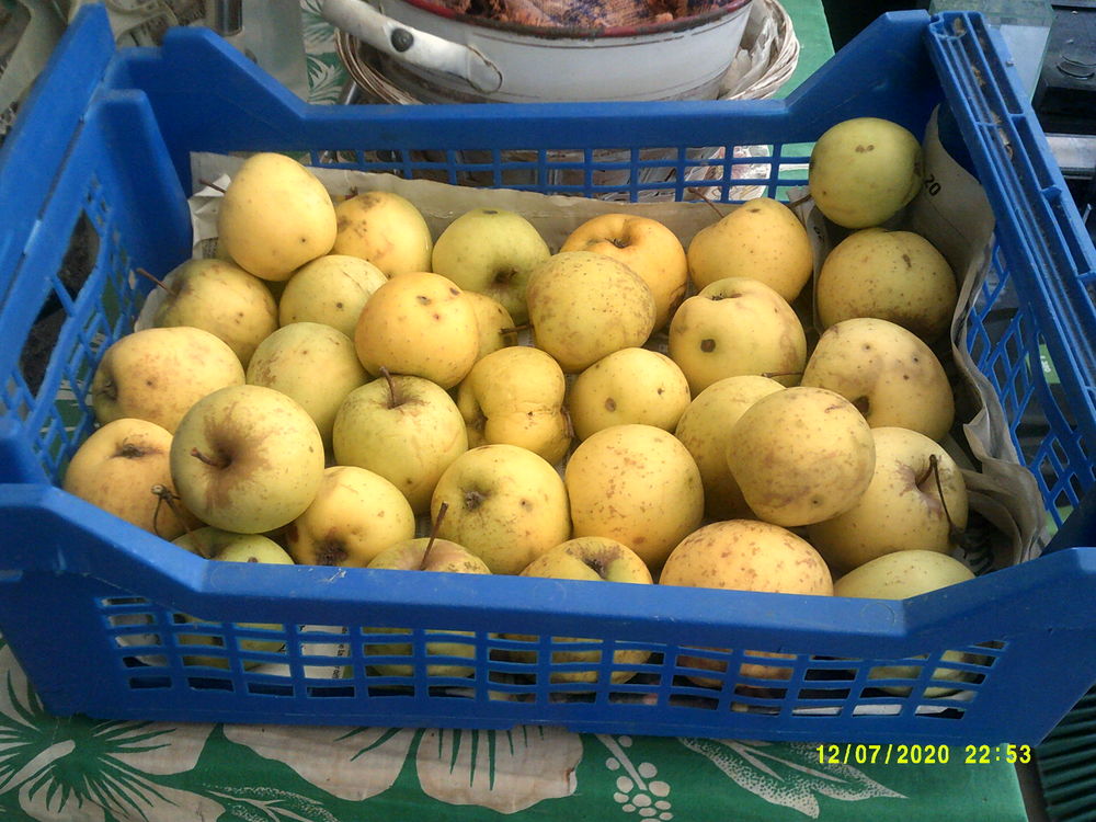 Pommes golden BIO 1 Saint-Laurent-de-la-Pr�e (17)