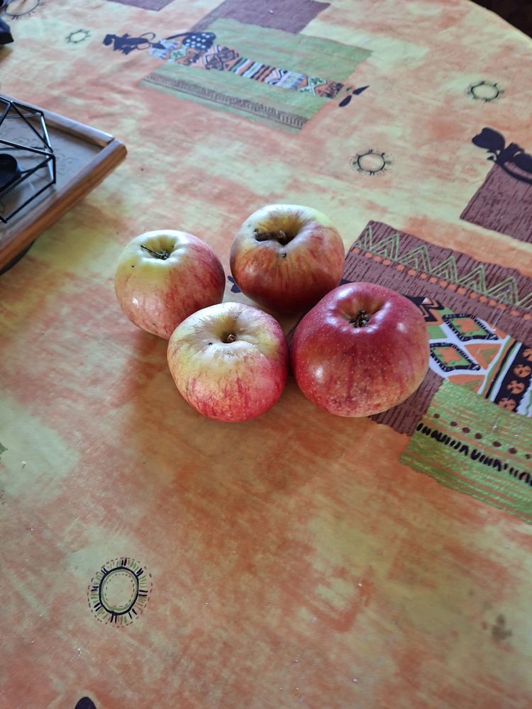 Pommes et poires 1.5 Saint-Jean-de-la-L�queraye (27)