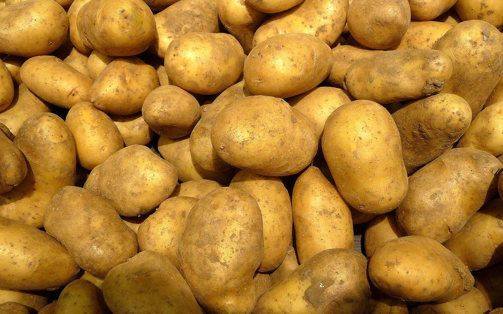 Pommes de Terre (Annabelle ou Agata)
1 Saint-Aignan (41)